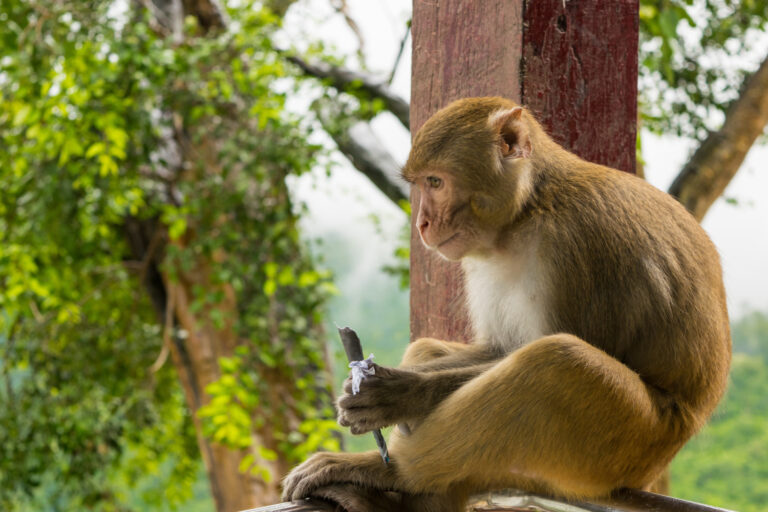 Monkey Hill in Phuket Town (Khao Toh Sae): Visitor Guide
