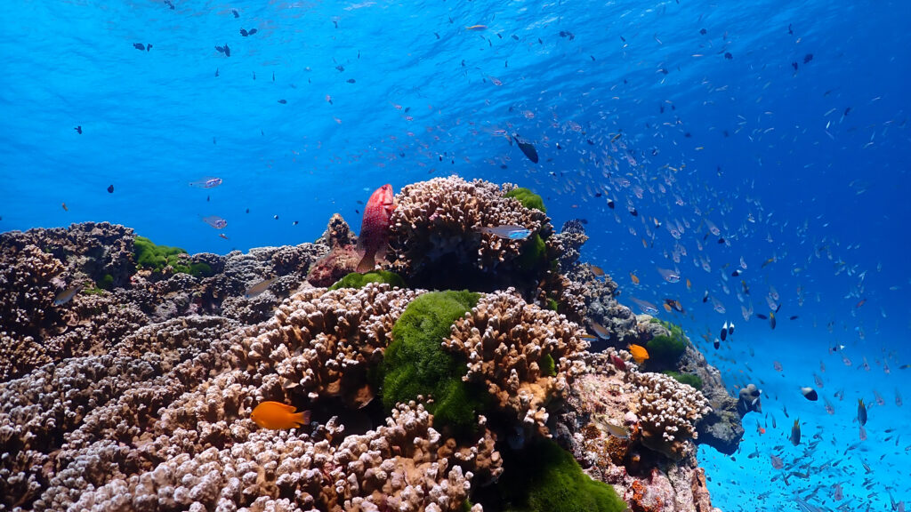 Similan Islands by Speedboat - SeaStar